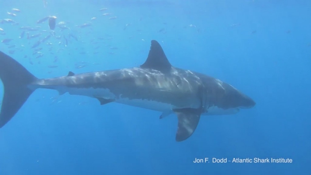 Atlantic Shark Institute Tags 8 Great White Sharks Off Sne Coast
