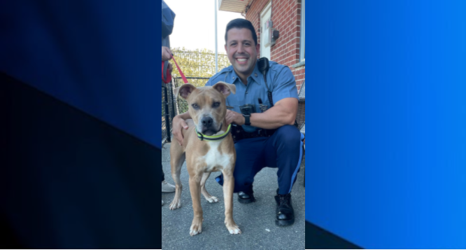 Dog And Officer