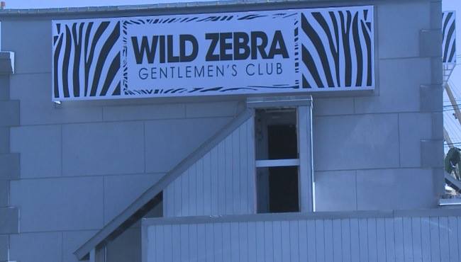 Wild Zebra