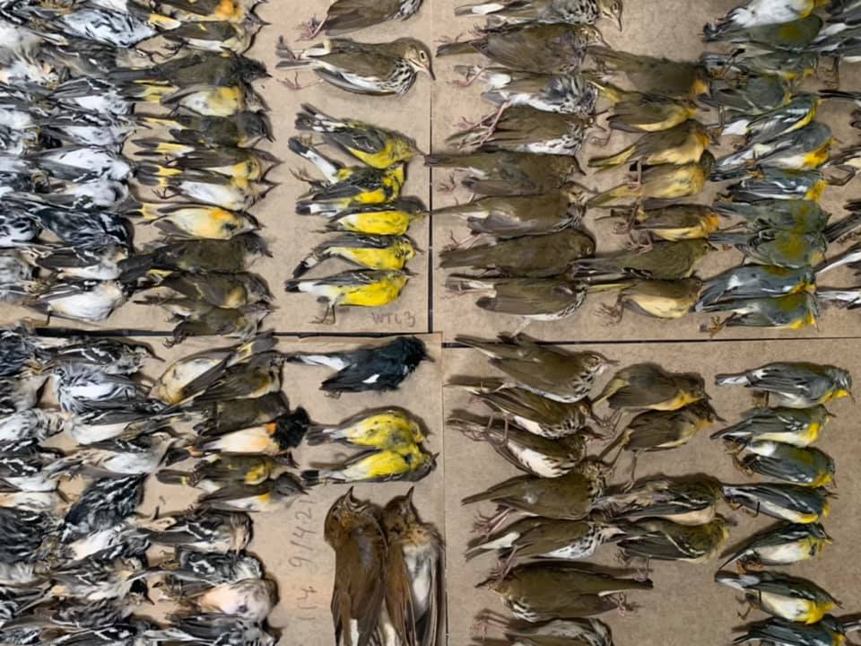 Nyc Birds