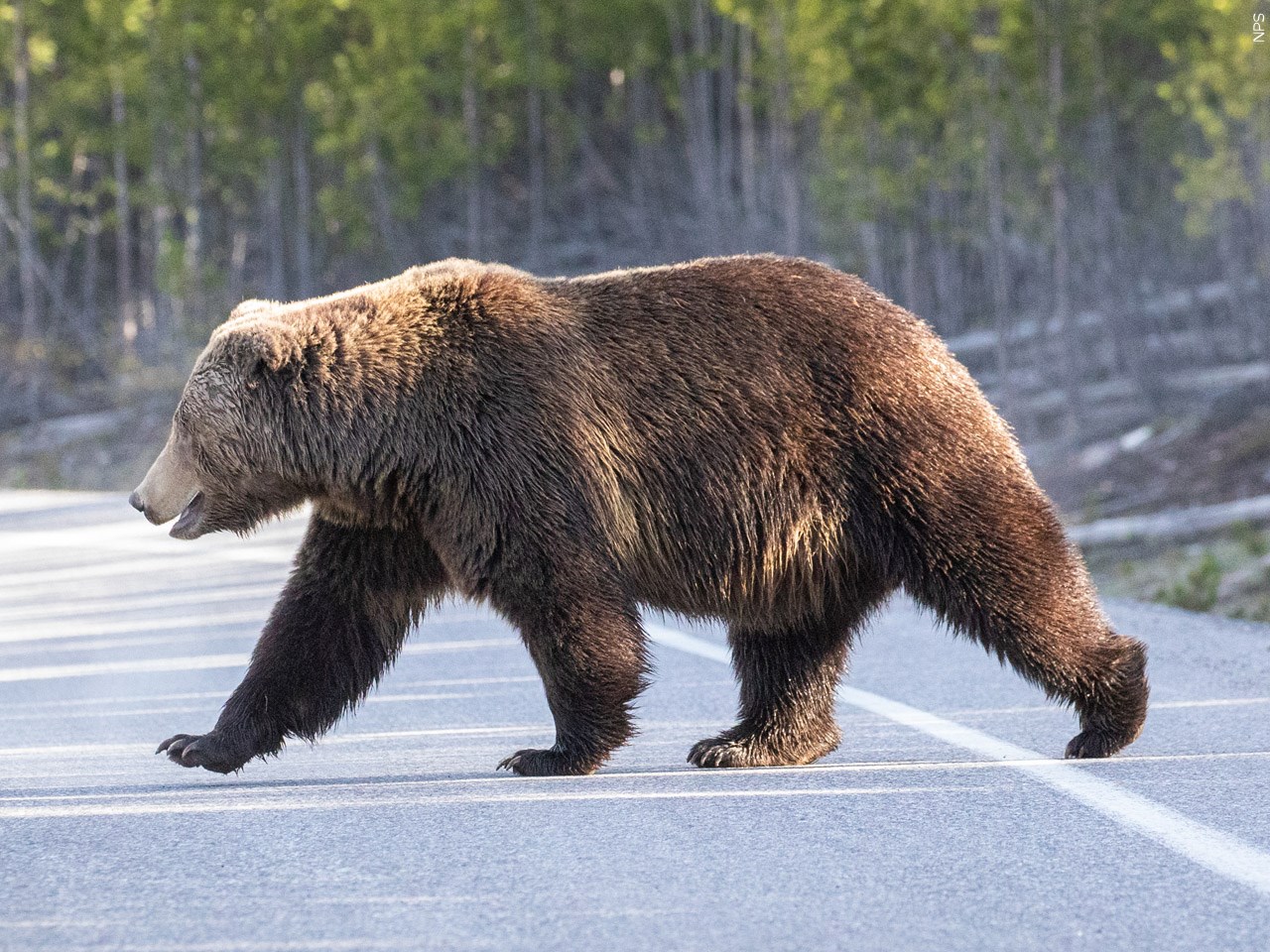 Dighton police share safety tips following multiple bear sightings | ABC6