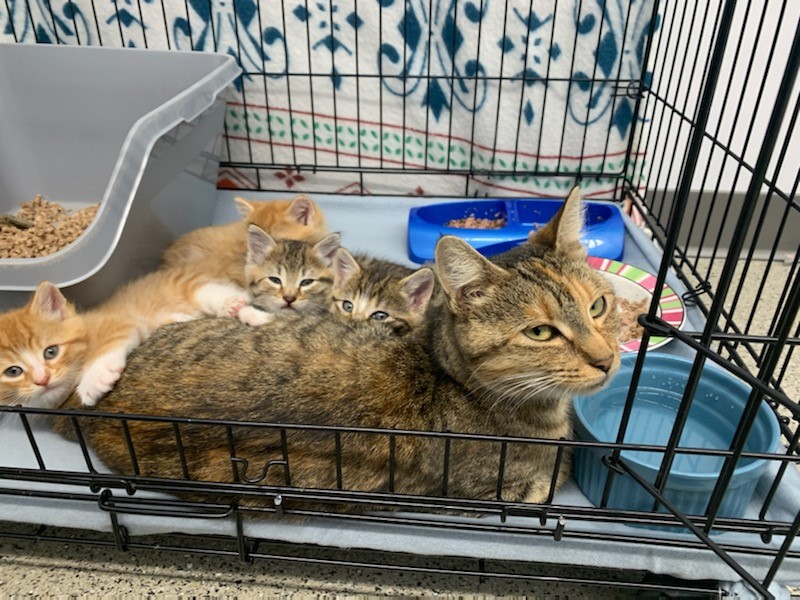 Pick of the Litter Kittens! ABC6