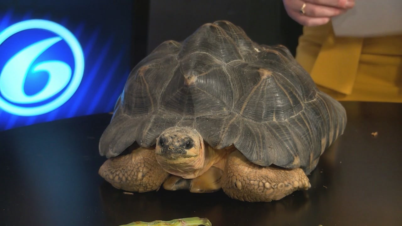 Pickles the tortoise from RWP Zoo visits ABC6 | ABC6