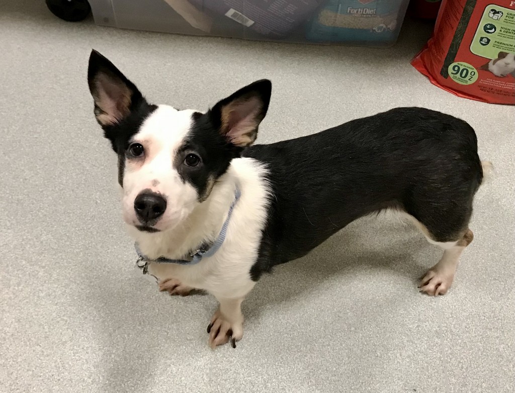 Anyone With Information About Who Many Have Owned The Dog Is Urged To Call The Mspca Or Brookline Police Dept Credit Mspca Angell
