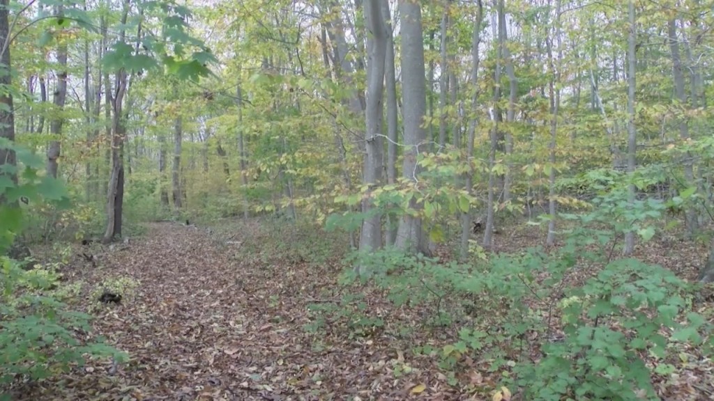 Environmental Group Looking For Volunteers To Map Out Older, Well Established Forests In Rhode Island