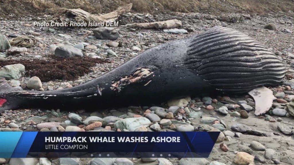 Dead Whale Washes Ashore In Little Compton
