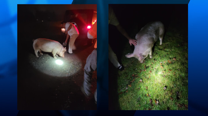 Swansea Pig