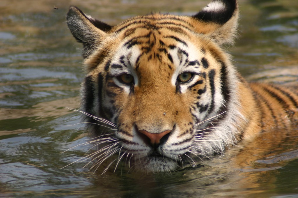 Worcester man arrested after trying to break into tiger enclosure at ...