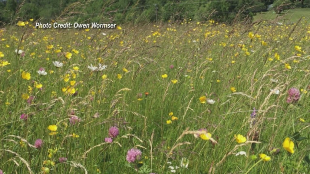 Trading In Your Lawn For A Meadow Could Benefit Wildlife, Pollinators, And The Environment