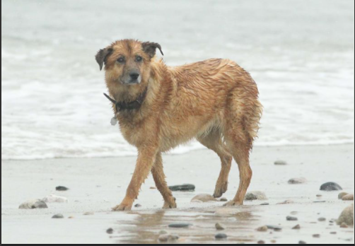 Dog Screenshot
