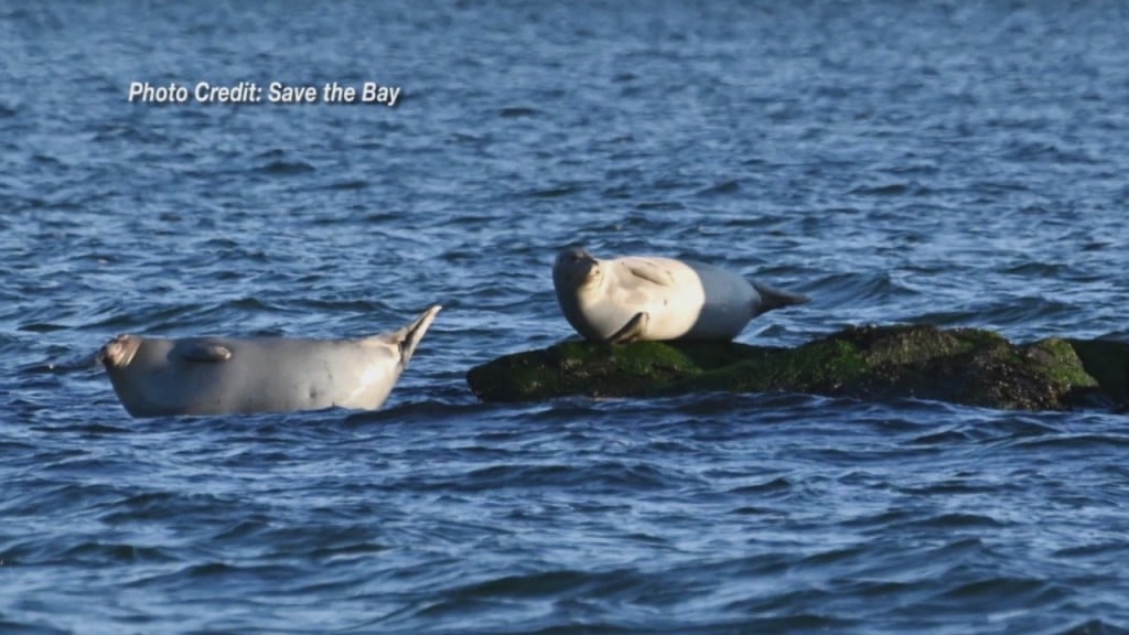 Save The Bay’s Yearly Seal Count Paints A Healthy Picture Of Narragansett Bay