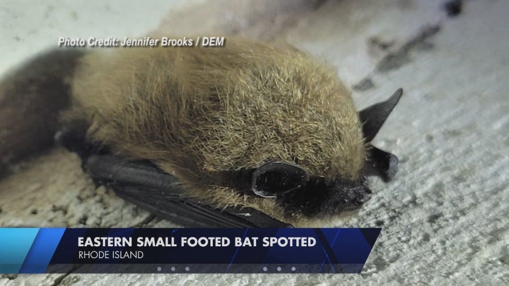 Dem Confirms Presence Of Eastern Small Footed Bat In Rhode Island