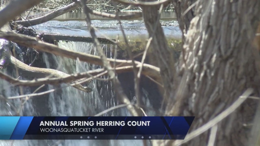 Annual Woonasquatucket River Spring Herring Count Set To Kick Off