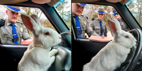 Ct Bunny