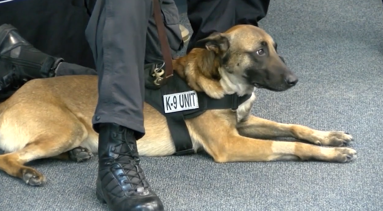 McKee to sign bill protecting police dogs injured in line of duty