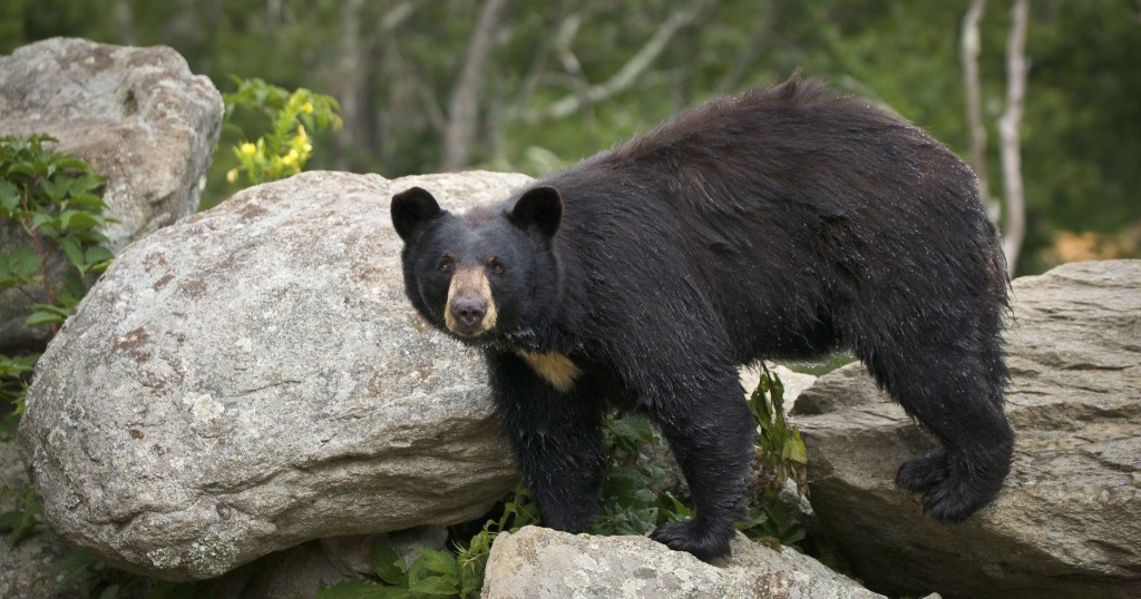 Black Bear