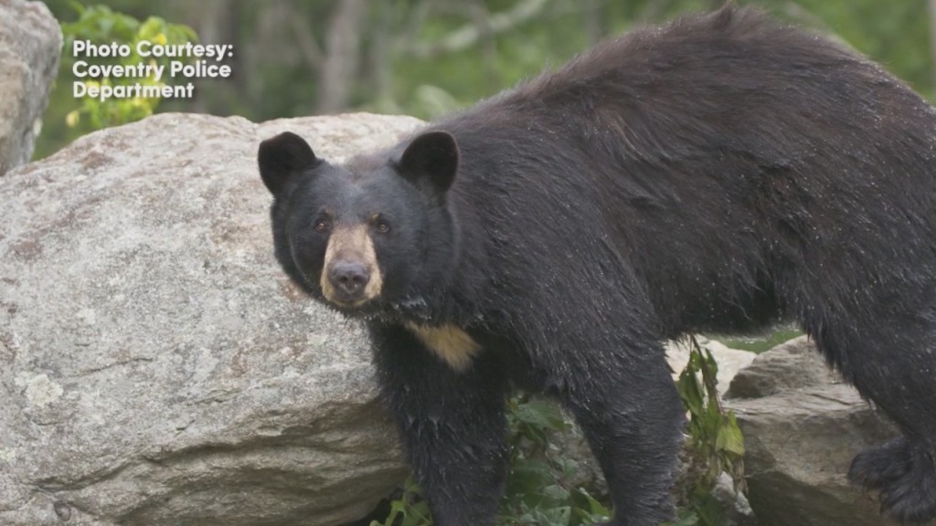 Coventry Police Search For Large Black Bear Spotted In Neighborhood