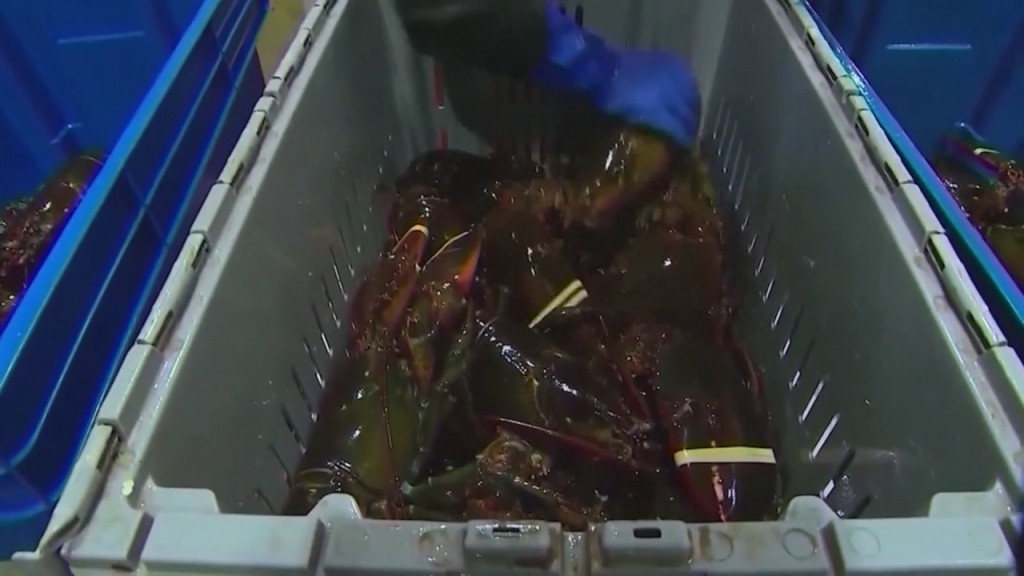Darren Botelho Lobster Prices Rise For Rhode Island Restaurants, Customers