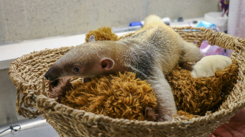 Tamandua