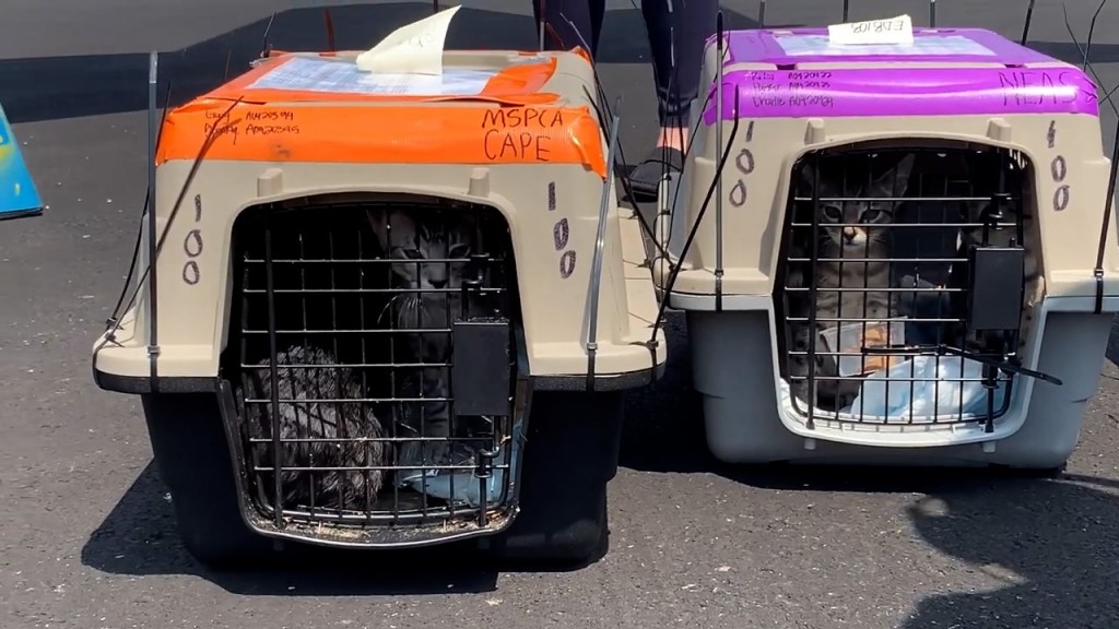 Mspca