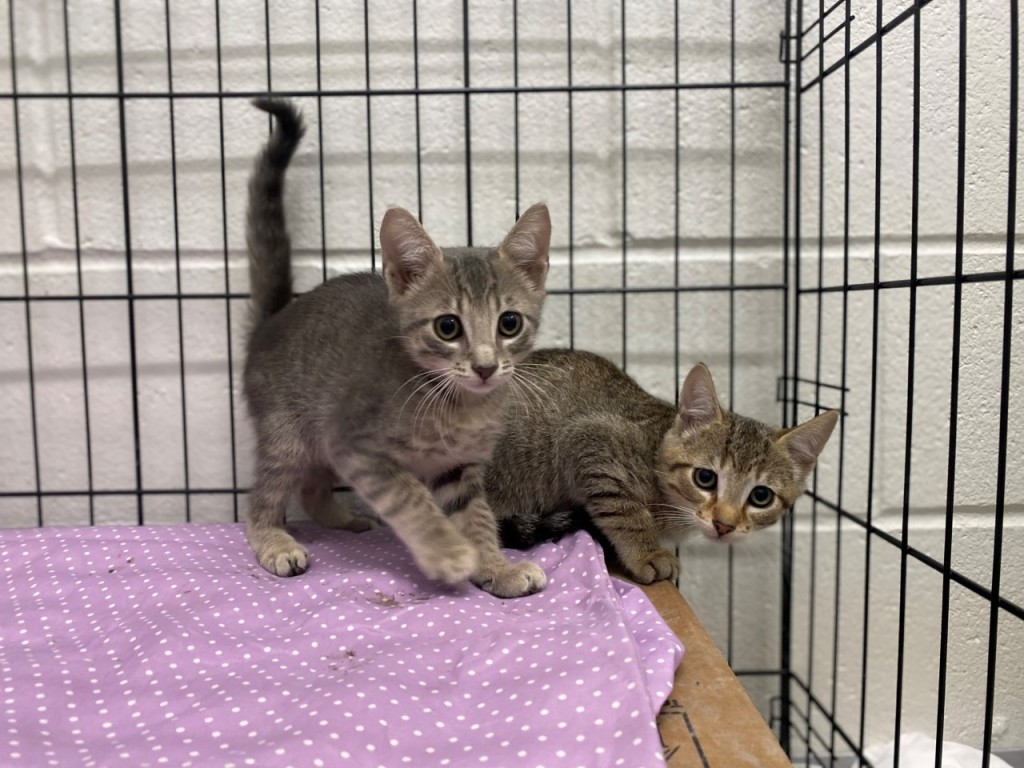 Cats rescued from Hurricane Ian ready for new homes