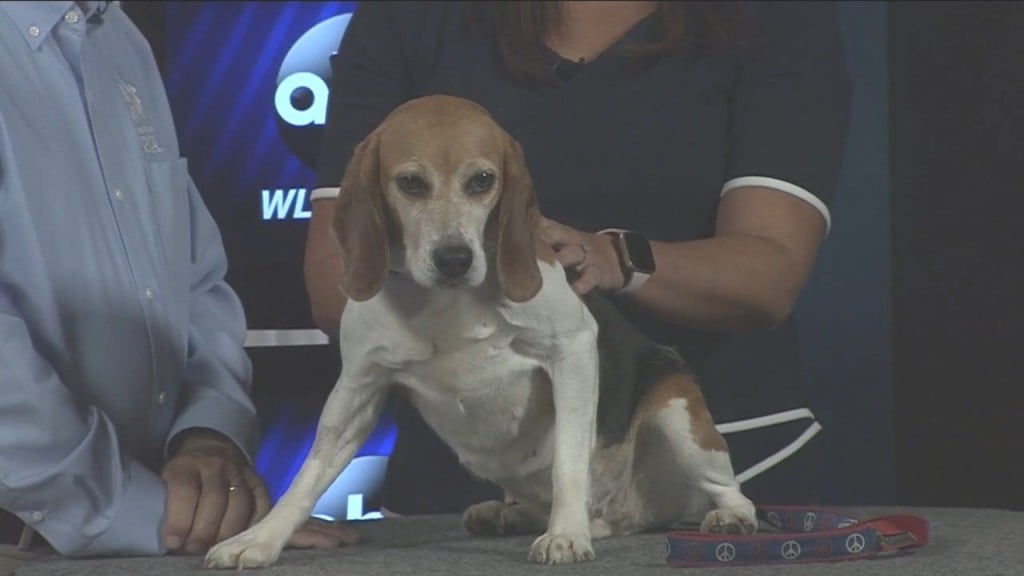Pick Of The Litter: Meet The Sweetest Girl, Cruller!
