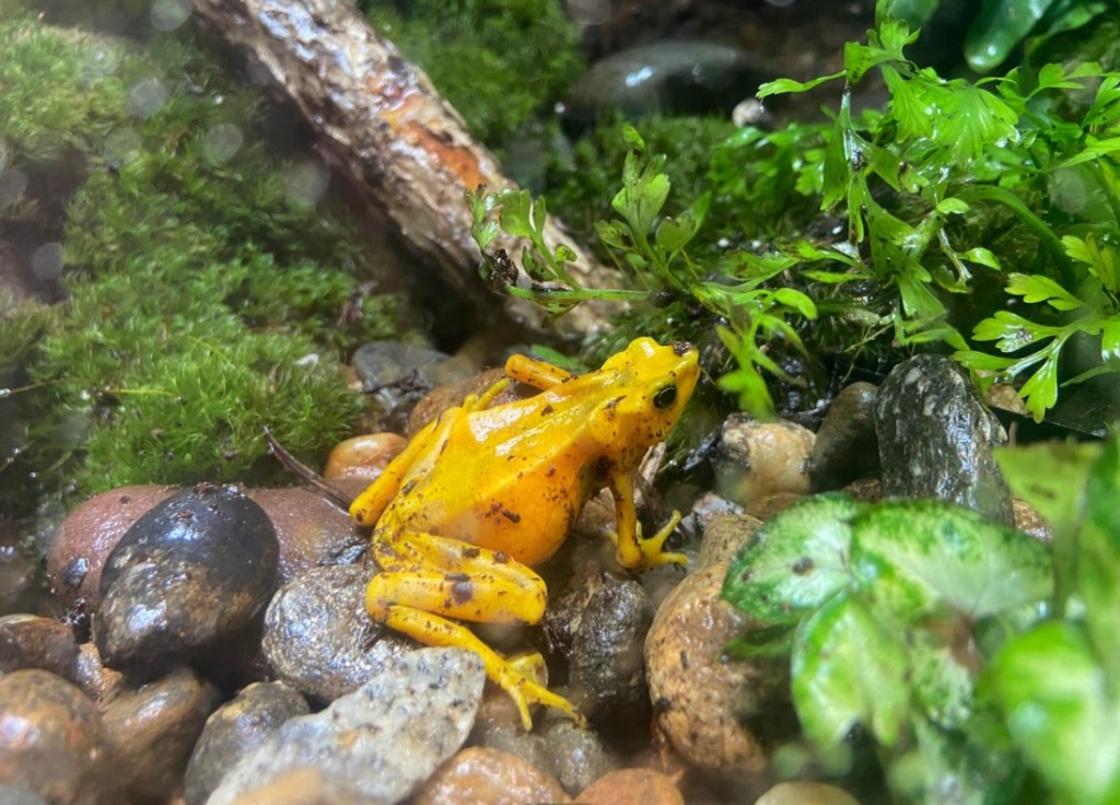 Golden Poison Dart Frog, Online Learning Center