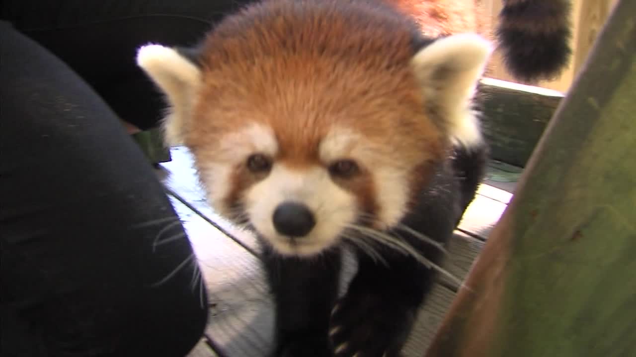 Roger Williams Park Zoo mourns 'Sha-Lei' the red panda | ABC6 | Flipboard