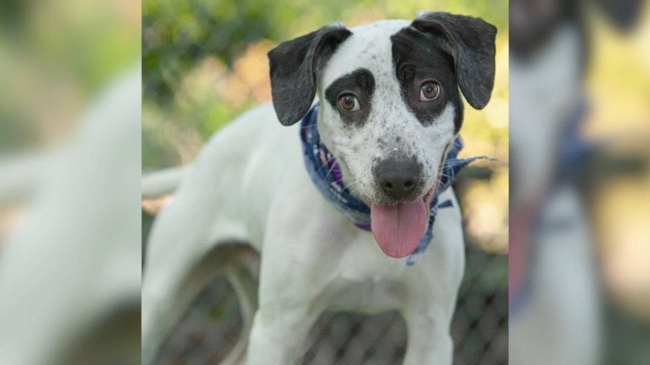 Pick Of The Litter Meet Oreo ABC6   C14f8232c23bb2e90253e2a079c86d6f95158fdc 