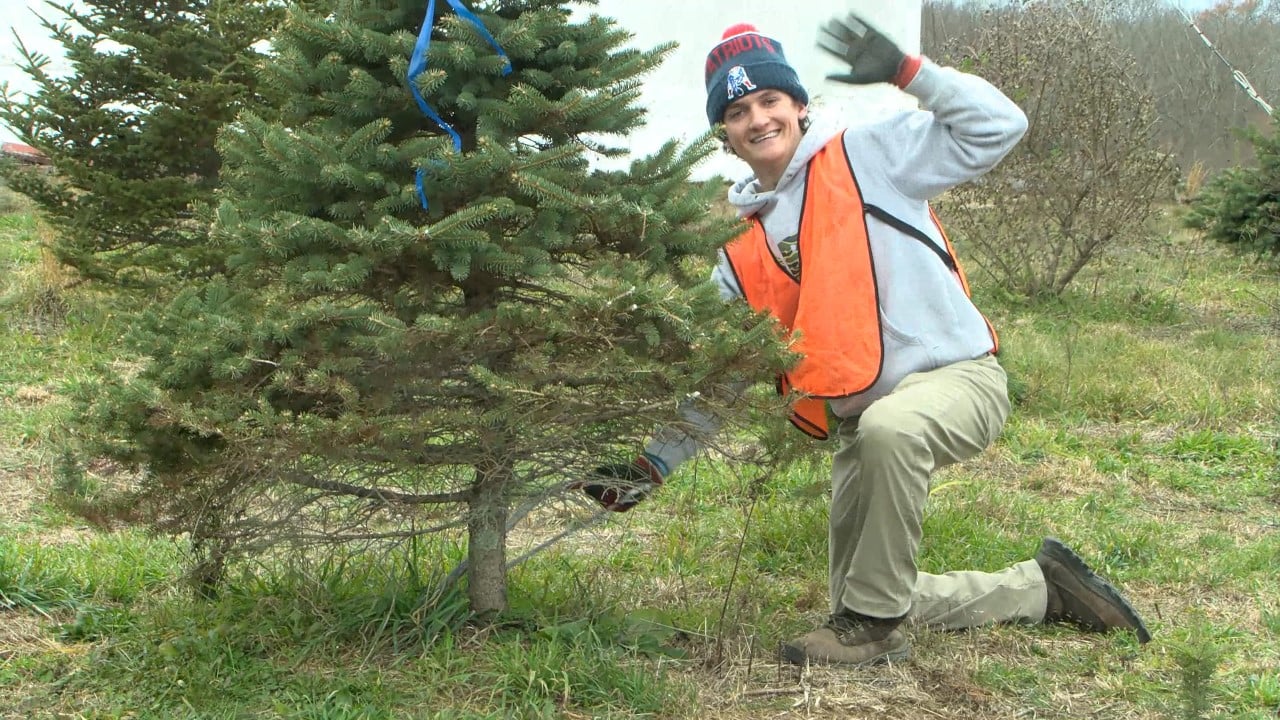 Local Christmas tree farm recovers from drought, chosen to supply State