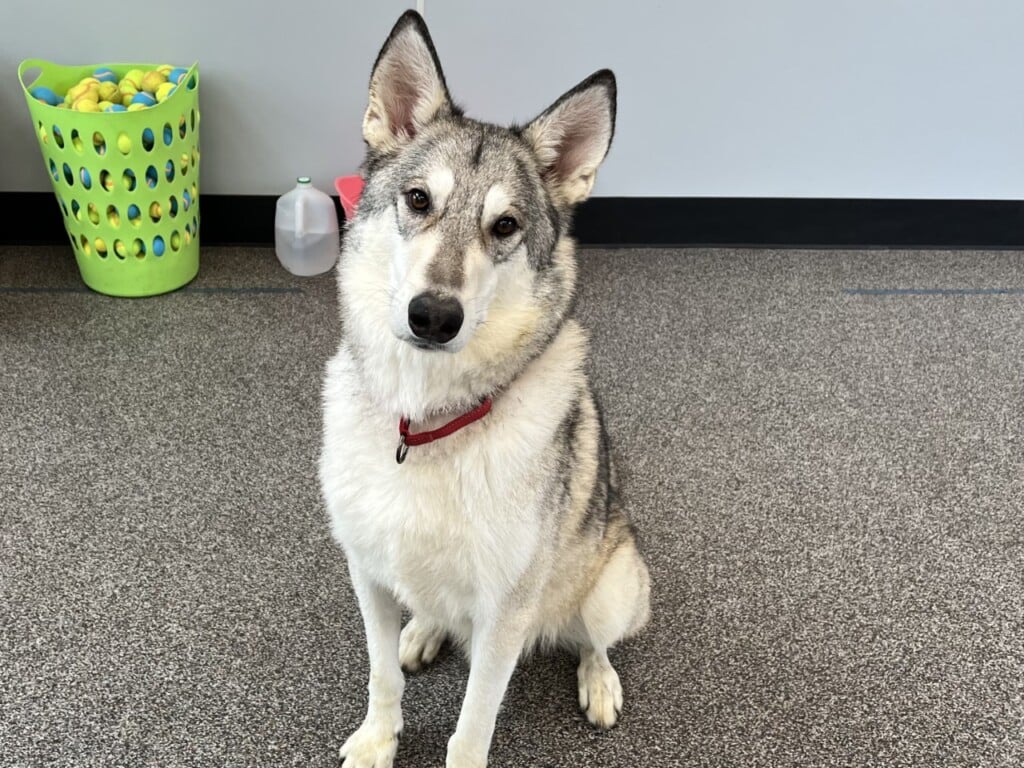 Dog that store is part wolf