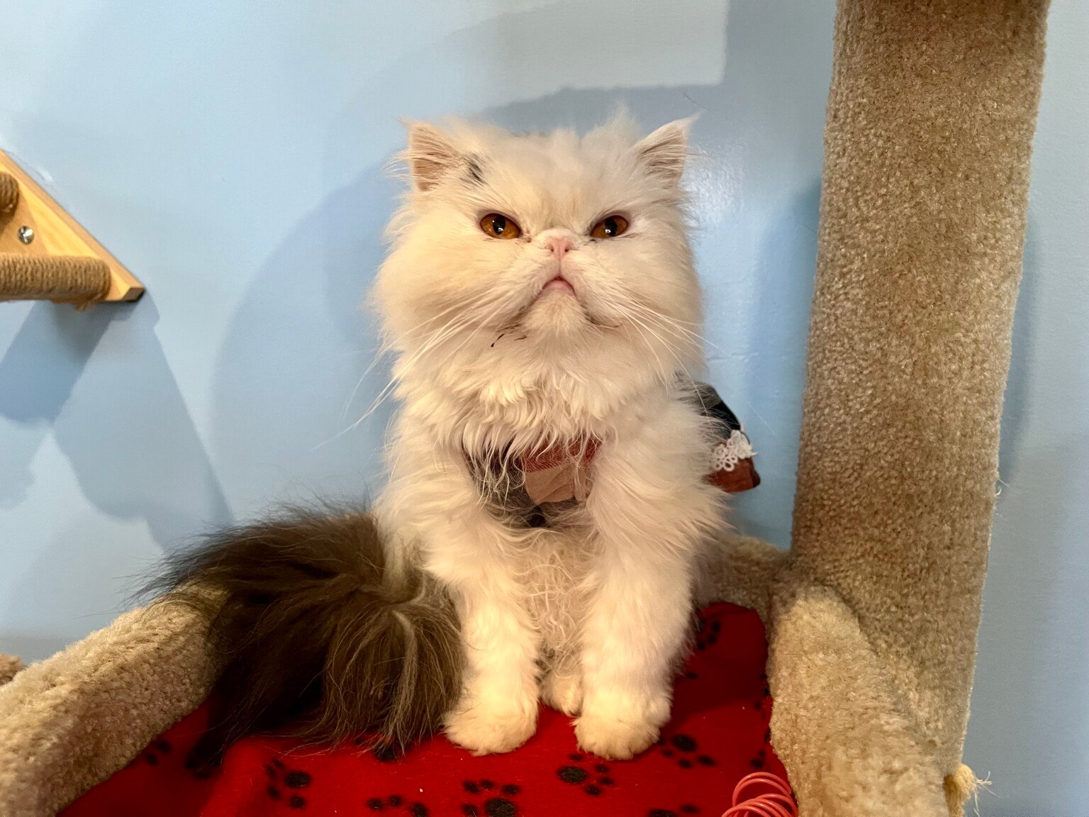 A local cat café serves muffins and meows ABC6