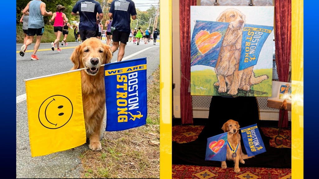 Spencer the Boston Marathon dog passes after battling cancer ABC6