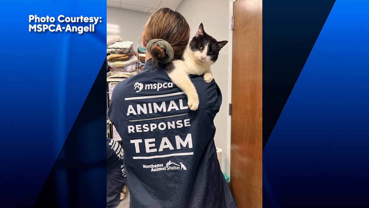 MSPCA-Angell in need of homes for more than a dozen cats | ABC6