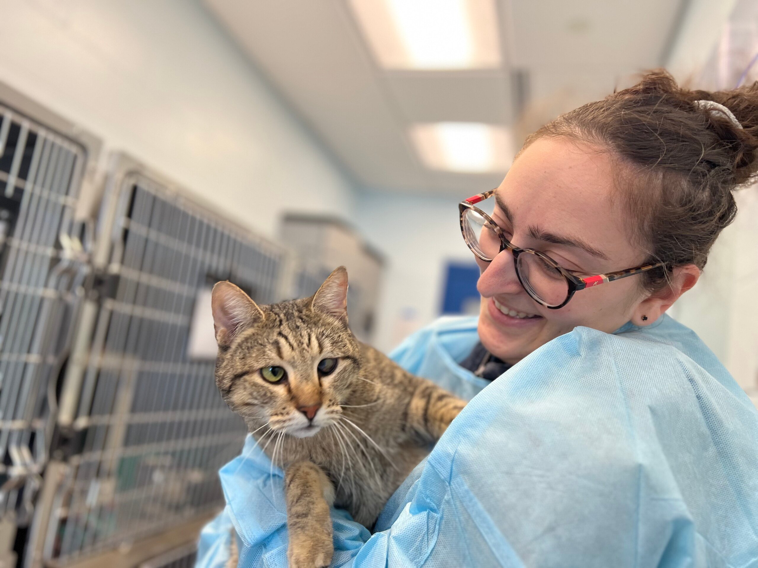 Mspca, Neas Rescue Nearly 50 Cats From Texas 