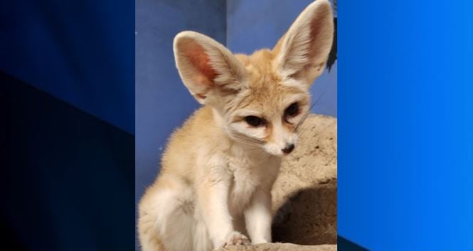 Capron Park Zoo mourns loss of 12-year-old fennec fox | ABC6