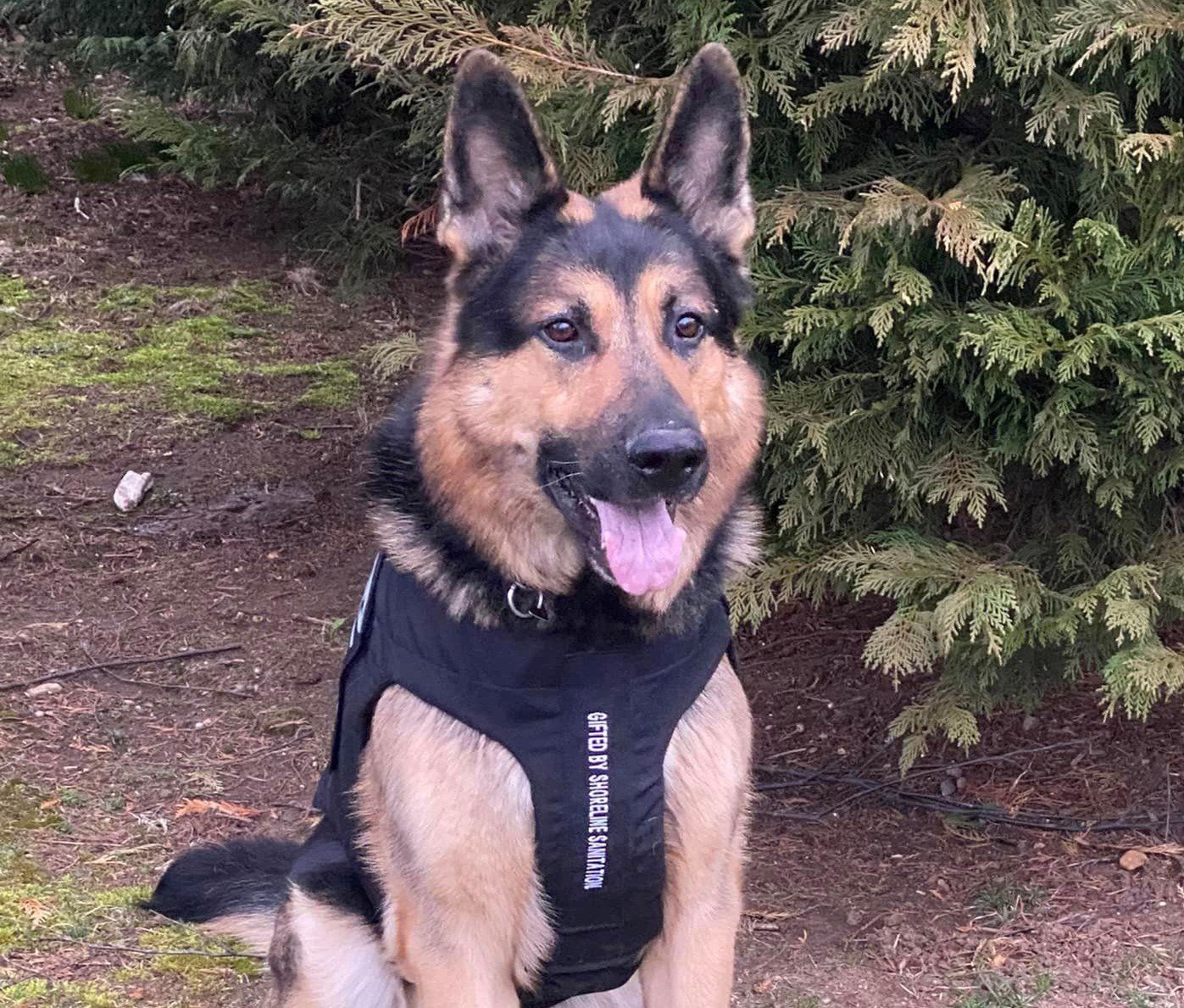Westerly K9 Primo receives protective body armor ABC6