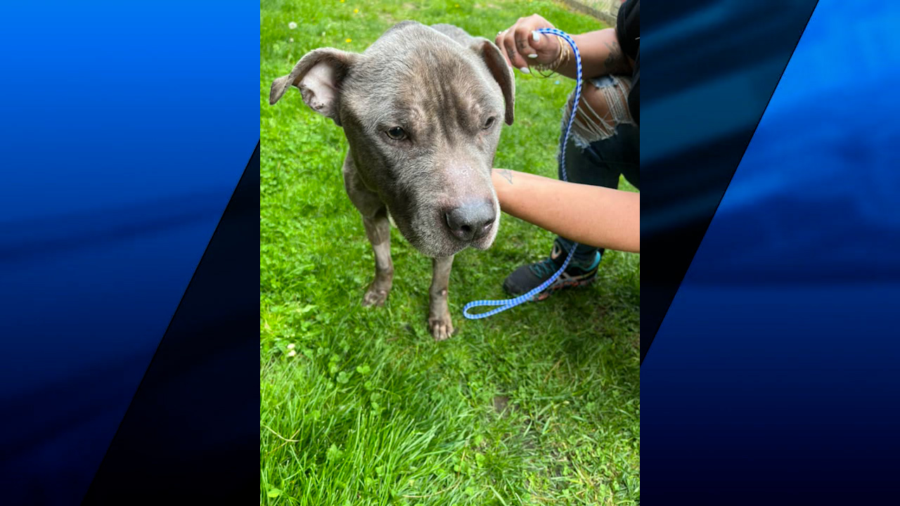 Authorities search for owner of malnourished dog found abandoned in ...