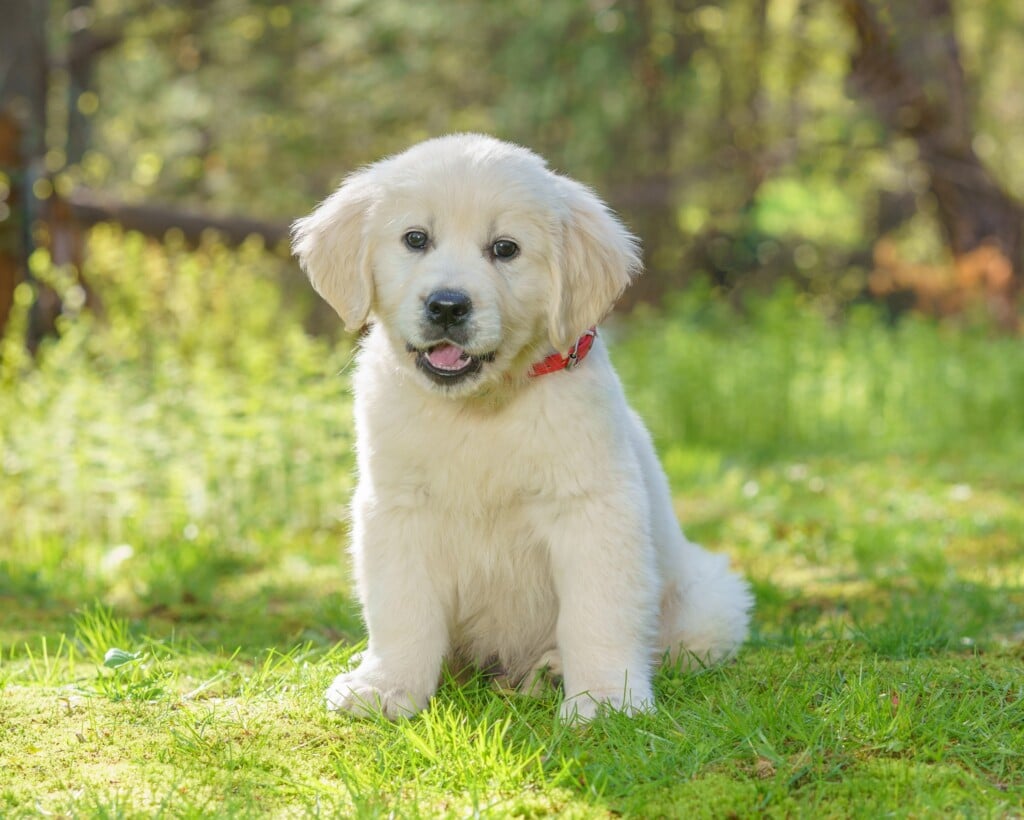 Family of Spencer the Boston Marathon dog takes home new golden retriever  puppy