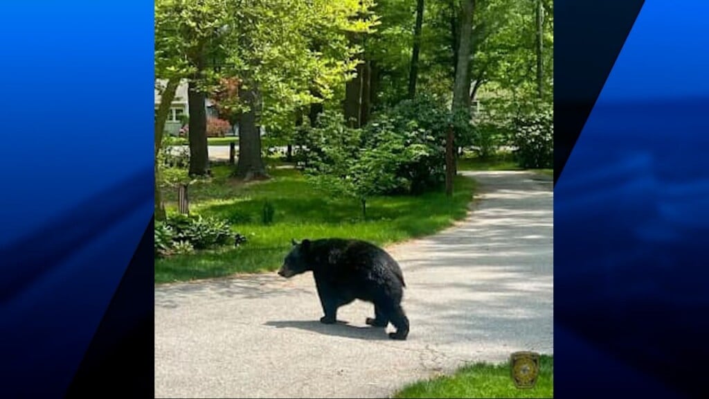 Mansfield Police Warn To Keep Away From Black Bears Amid Sightings Abc6 4566