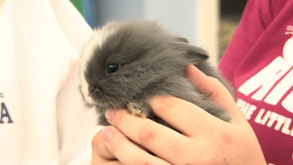 Thumbnail Rabbit