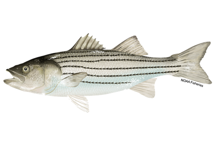 spokesperson clipart fish