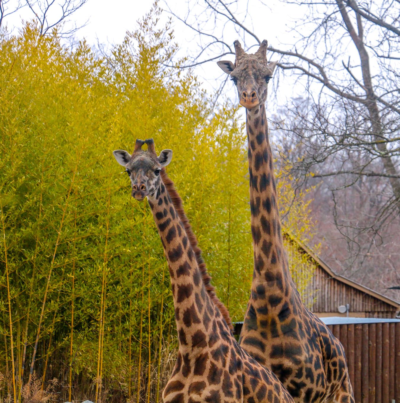 Roger Williams Park Zoo says Jaffa the giraffe is in recovery after