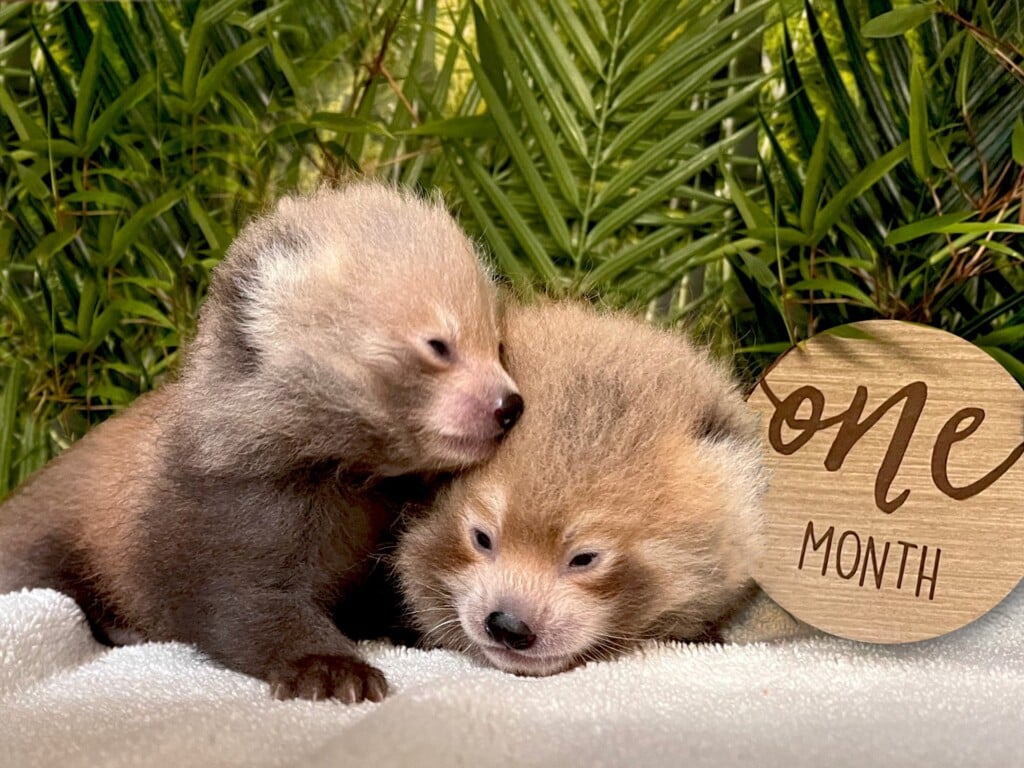Thumbnail Bpzoos Two Newest Red Panda Cubs At One Month Old