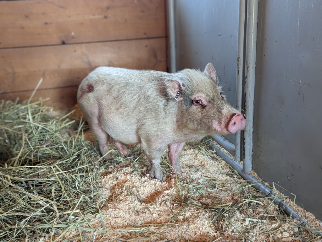 MSPCA-Angell to hold free adopt-a-thon for pigs at Nevins Farm this