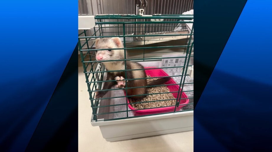 Ferret