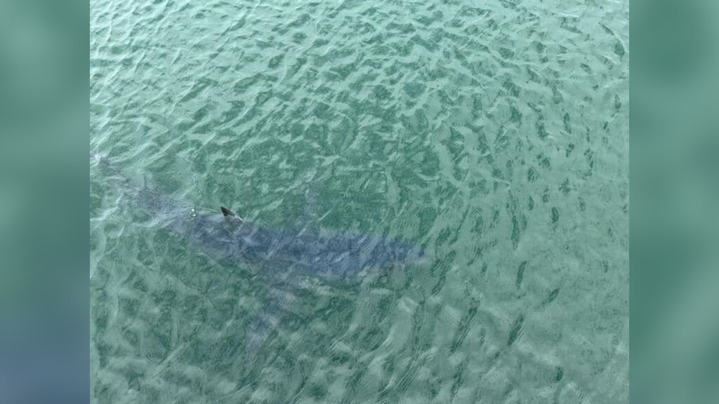 Multiple shark sightings reported on Block Island ABC6