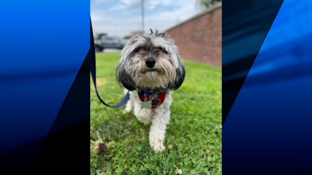 Puppy ready for her forever home after life-saving heart surgery