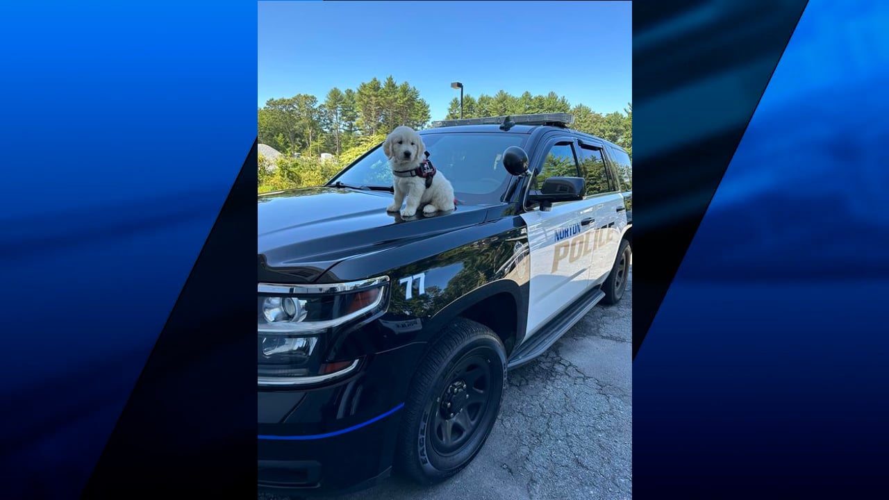 Norton Police Department introduces new police K-9 | ABC6