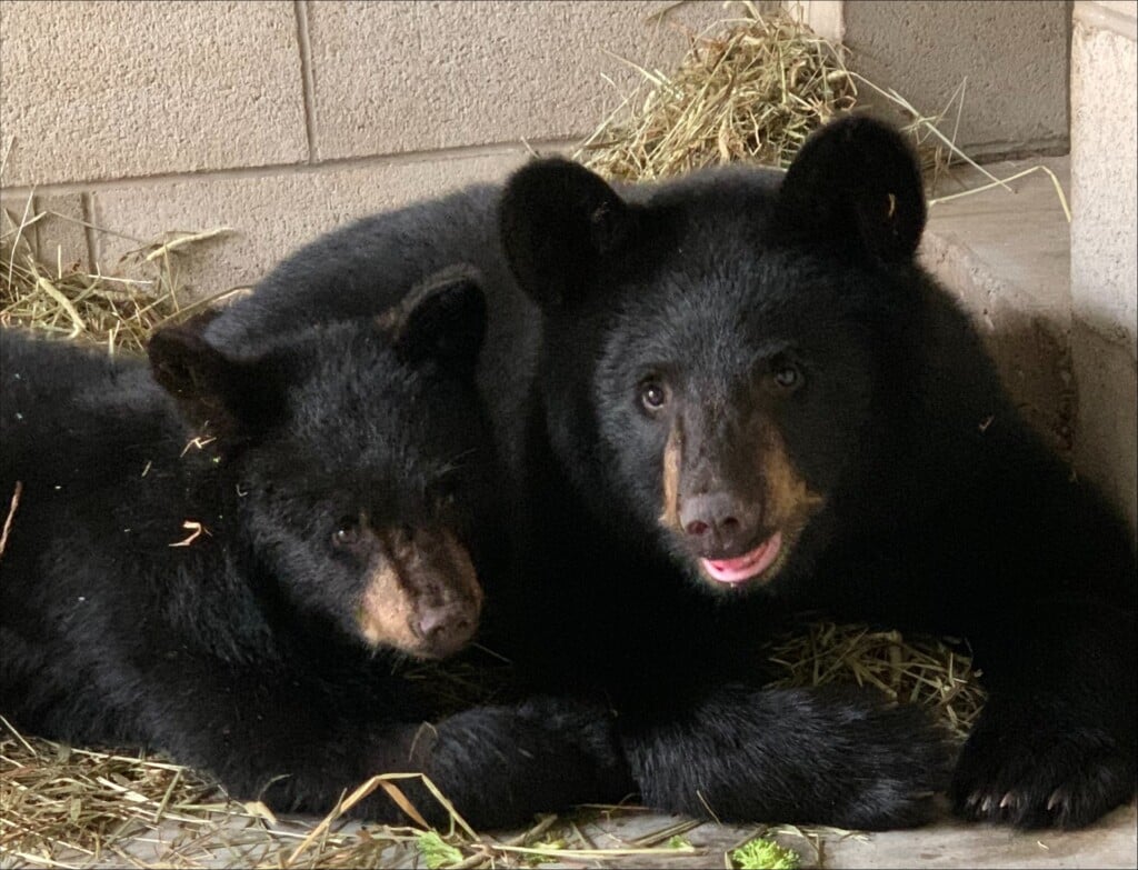 Buttonwood Park Zoo has black bears again with arrival of 2 cubs | ABC6